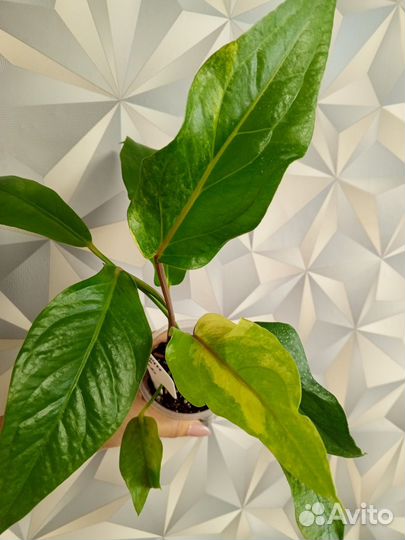 Антуриумы вариегатные