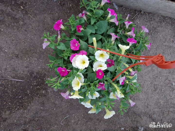 Рассада цветов