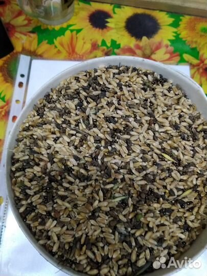 Зерноотходы, пшеница, овес