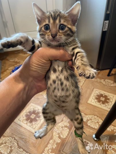 Бенгальские котята