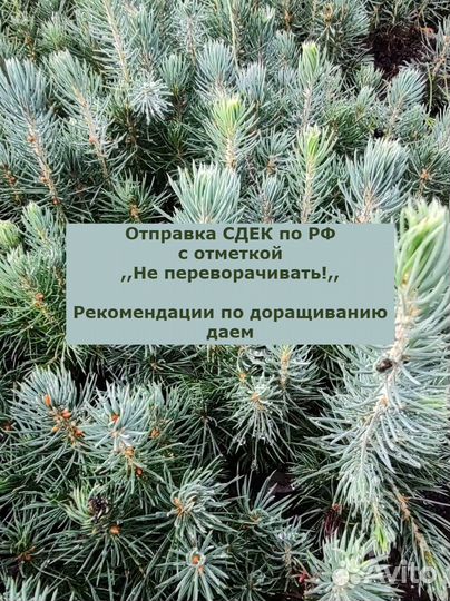 Ель голубая саженцы 2х летки