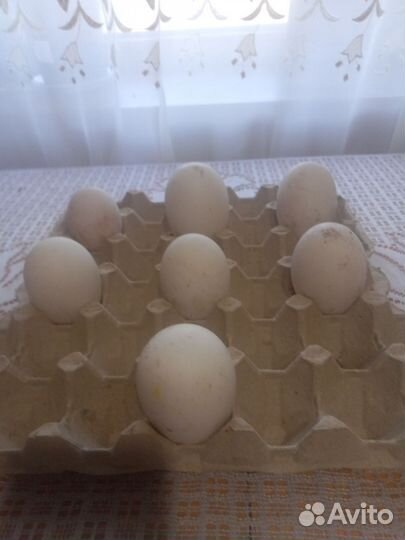 Яйца гусиные инкубационные