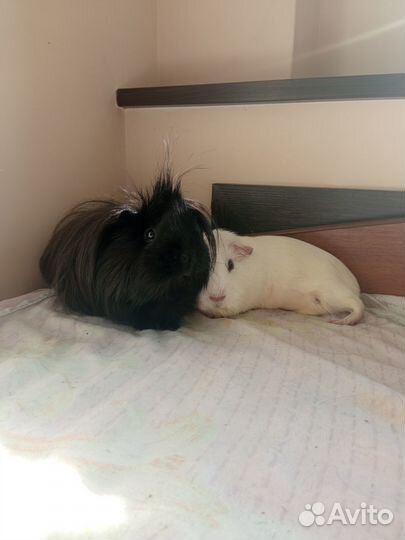 Передержка домашних грызунов и насекомых