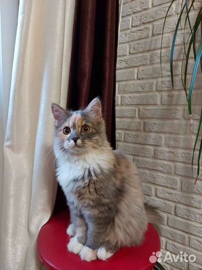 Кошка для вязки