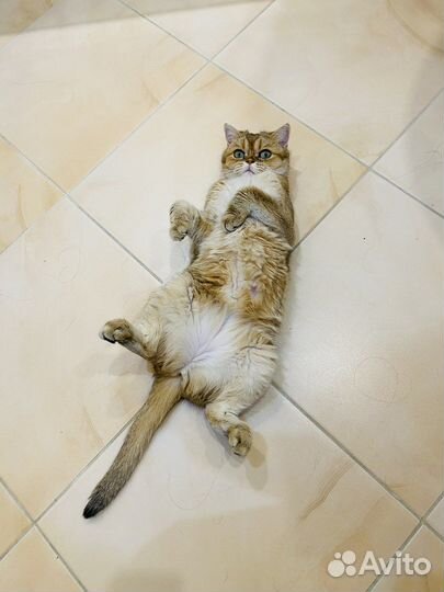 Шотландская кошка золотая шиншилла