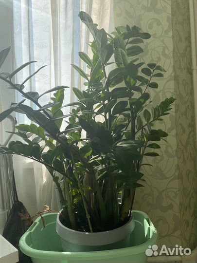 Замиокулькас