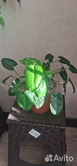 Филодендрон бурле маркс