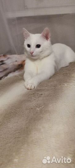 Котик дьявол