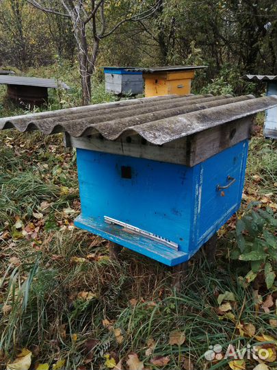 Ульи с пчелами