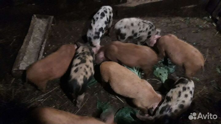 Поросята дюрок