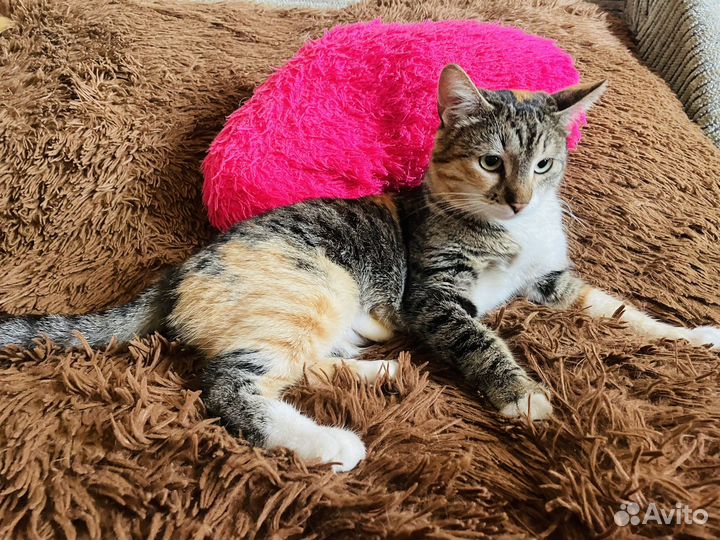 Кошечка молодая