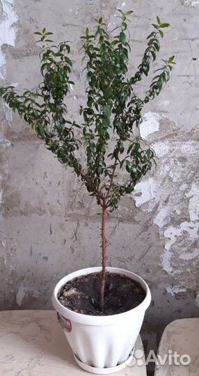 Комнатные цветы