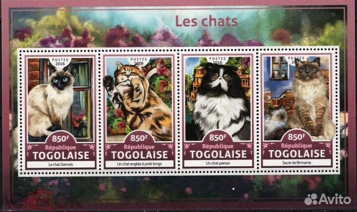 Фауна Кошки