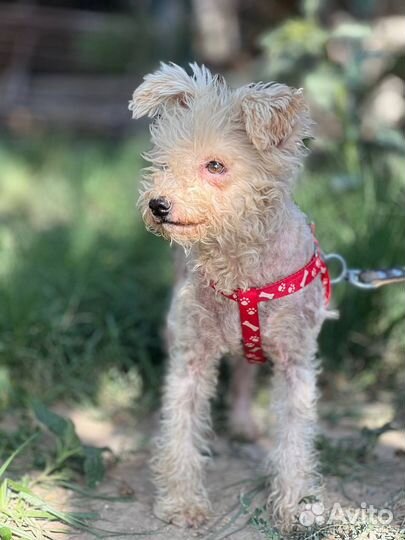 Собака в добрые руки