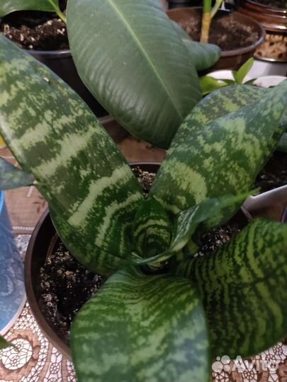 Сансевьерия сортовая