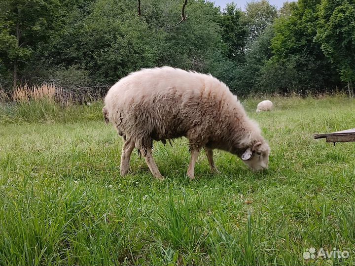 Баран Куйбышевский