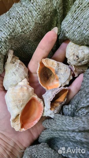 Морские ракушки