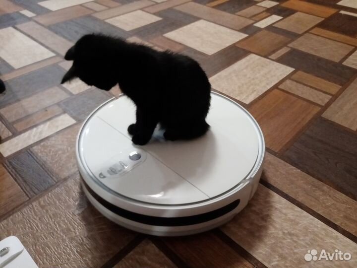 Милый котёнок