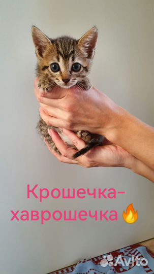 Очаровательные малыши в добрые руки