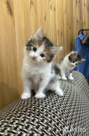 Котята мальчик и девочка