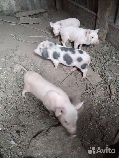 Поросенок вьетнамская + белая