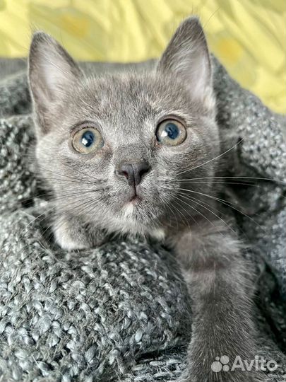 Девочка, 1,5 месяца