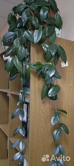 Цветок Хойя (восковой плющ)