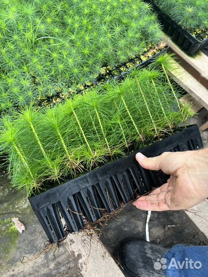 Сеянцы зкс Сосна Ель Лиственница окс Голуб Горн