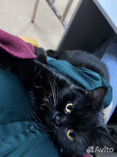Кошка Ксюша