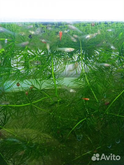 Гуппи, пецилия