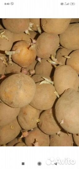 Семенной картофель