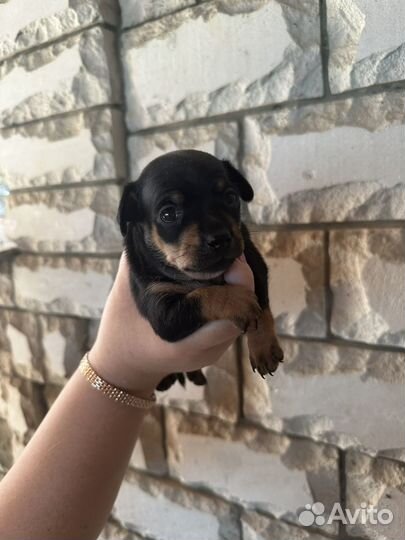 Щенки Той-терьер