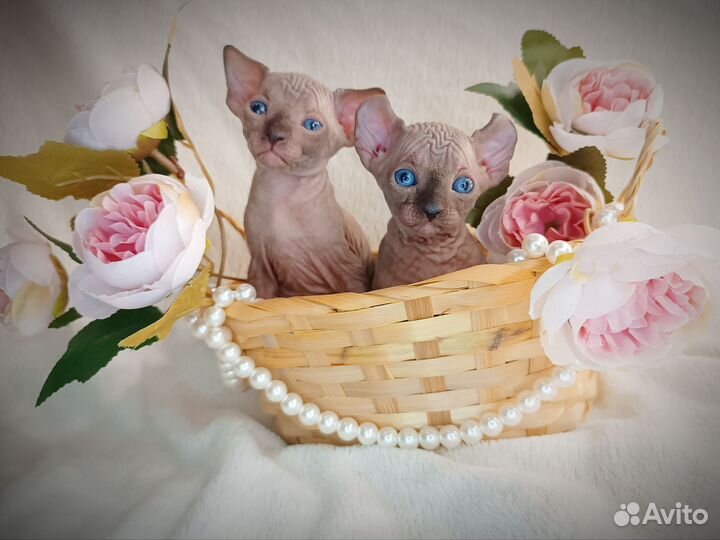 Двэльф котята
