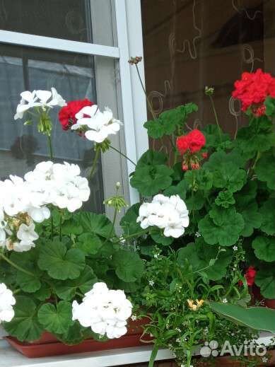 Пеларгония плющелистная