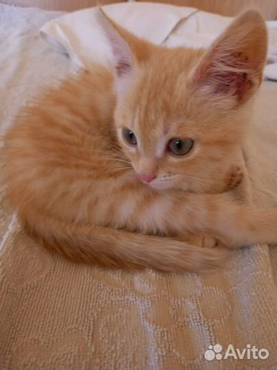 Котенок в дар бесплатно