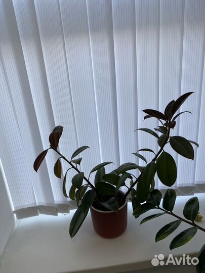 Фикус, замиакулькас, бамбук, спатифиллум