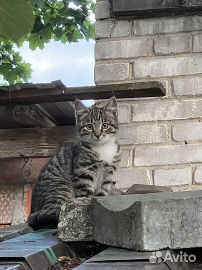 Два сладких пирожочка