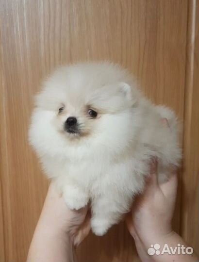 Шпиц крошка