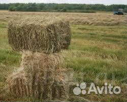 Сено круглые и квадратные тюки. люцерна