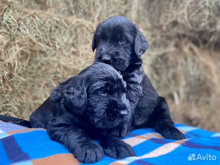Ризеншнауцер