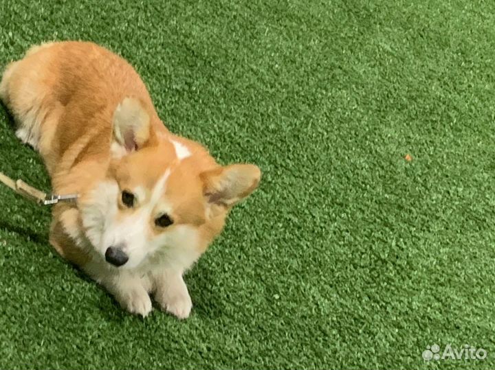 Услуги кинолога и передержка ваших любимых питомце