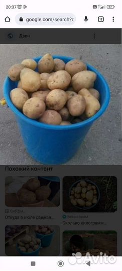 Продам картофель