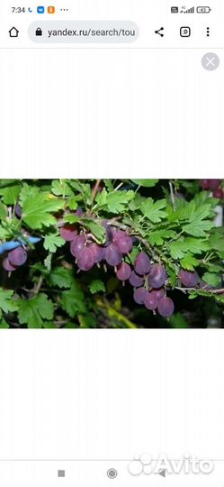 Крыжовник, камнеломка вариегатная