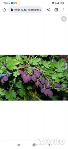 Крыжовник, камнеломка вариегатная