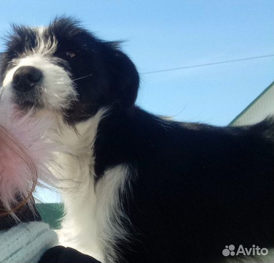 Отдадим в добрые руки собаку,маленькая,милая