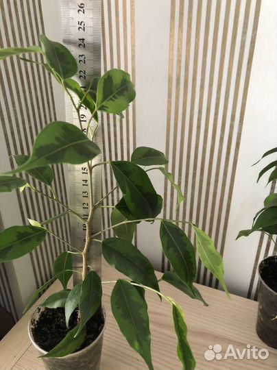 Фикус Бенджамина Регидан