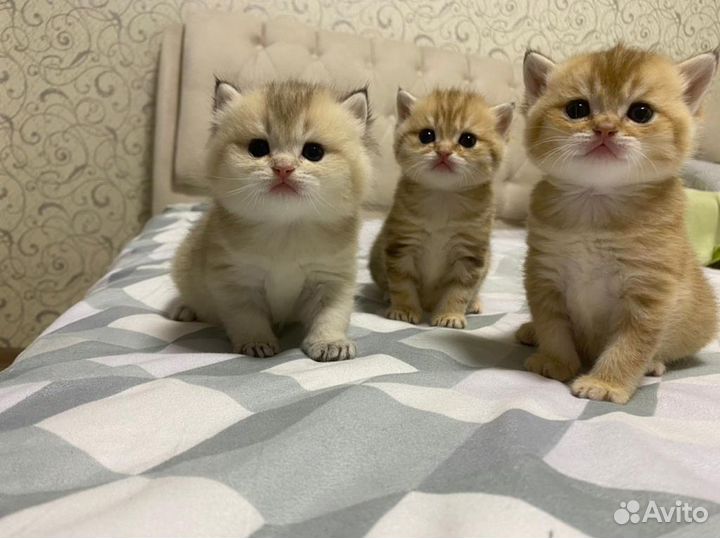 Вязка британский кот