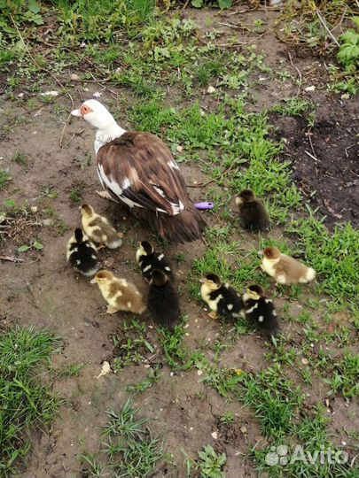 Мускусные утки