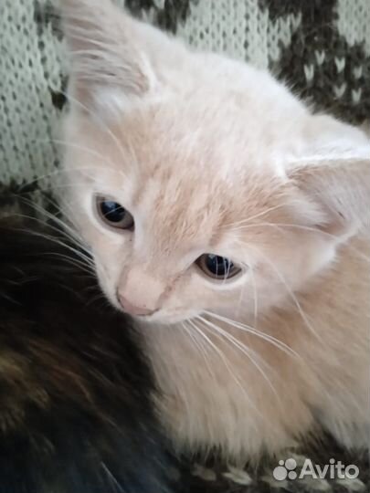 Котик и кошка