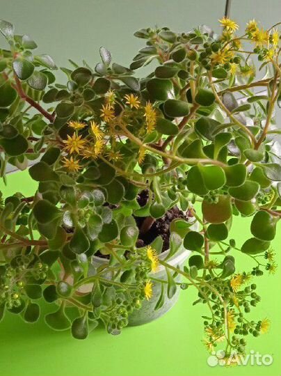 Цветок Аэхризон